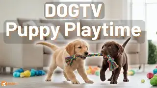 Собачье ТВ для щенков | DOGTV: игрушки и веселье для собак