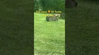 The Lions At Turtle Back Zoo, 7/19/24, West Orange NJ.