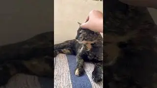 Приютила бездомную кошку черепахового окраса Мию ❤️✨ #catvideos #cats #shorts #youtubeshorts