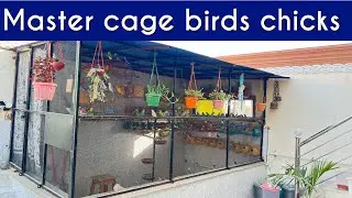 Australian parrots breeding status progress in master cage aviary 