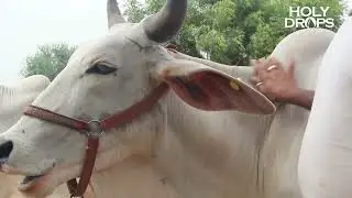 The Secret Of Good Milk