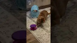 Stop Everything Just Watch Orange Cat Cuteness! #shorts #ytshorts #orangecat #viral