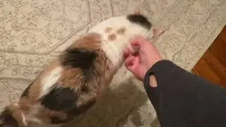 Cherry is a very&hellip; friendly cat! 