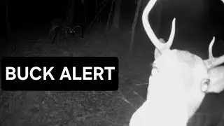 Внимание, оленёнок! 🦌 | Олень запечатлён на ночной фотоловушке