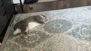 Sleepy bun