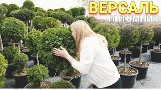 Растения для сада ПИТОМНИК  ОБЗОР ЦЕН 2021   Какие декоративные растения посадить в саду ?