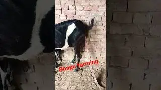 #bhagu farming #goat #beetalgoatfarming