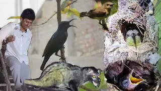Sun Bird's Chicks Hatched At Parrot Dipankar Farm / My Birth Day.