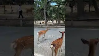 Guy with broken neck is scared of the deers in Nara! #japan #narapark #deer #caketraining #japanlife