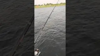 Fishing at Paragram Hojrotpur #hajratpur #paragramgorurhat #fishing #bangladesh