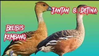🔴suara pikat burung belibis terbaru [] pemikat ampuh untuk panggil burung liar auto datang...!!!