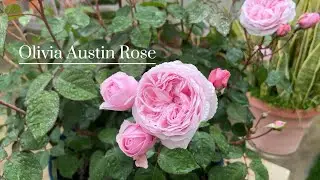 David Austin Olivia rose after a rainy day 2024 10a SoCal/ container own root rose