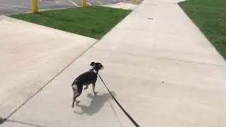 This is how we price match Petsmart!