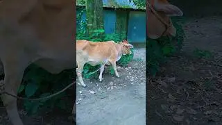 Just cow #shorts