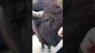 😱 DAXSHAT QOTOS BUQA 🐃🐂🐮