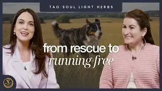 От истощенного спасенного животного до собаки-поводыря | Травы Tao Soul Light | Преобрази свою жизнь