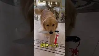 Dog Grabs a Knife?! What Happened Next Shocked Everyone 😳🐶&rdquo;#shortsviral
