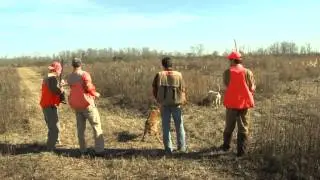 Pheasant and Quail hunting as it's best - Covey Rise Lodge and Farms