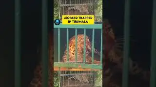 lakshitha murderer leopard trapped in bone at tirumala #leopard #tirumala #leopardtrapped #lakshitha