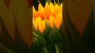 Спокійна музика//Calm music #relax #nature #ukraine #day #flowers #природа #музика #music