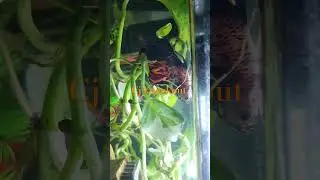 Cj Sleeping