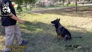 Entrenamiento para prueba BH-VT y parte de Obediencia IGP 1