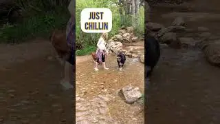 Bear Creek dog park in Colorado Springs is the absolute best place to hike and play with your dogs!