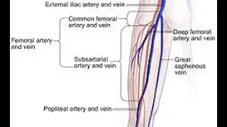 Profunda femoris vein deep vein of thigh; Anatomy, Origin, Course, Tributaries, Drainage, Relations