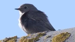 Bird &ndash; Old World Flycatcher