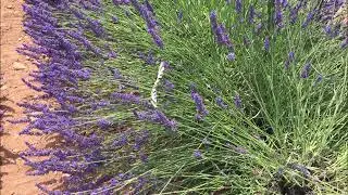 Fine Lavender Oil from Provence, France as Healing Pink Noise Audio