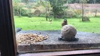 Wildlife at Barracks Cottage