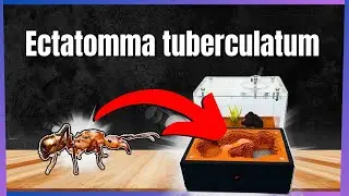 Ectatomma tuberculatum , mise en place de leur fourmili&egrave;re .