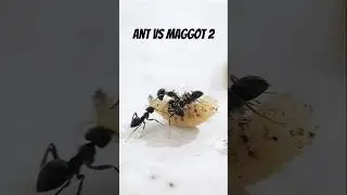 black ant vs pale maggot 2 #insects #macro #ants #macrovideo #maggot #fly