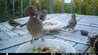 Cassin's Finches in Late Summer