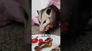 These Animals Have the Strangest Taste in Food 🍗