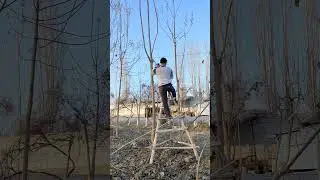 Павлонияни буташ 👍