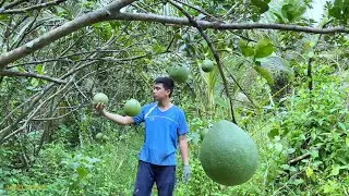 Fertilize grapefruit trees to produce more fruit, grass cut for cows to eat | Long Ca Farm
