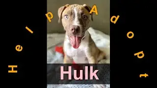 🐾Hulk has been adopted! Puppy / Australia / Gympie / RSPCA Queensland🐾