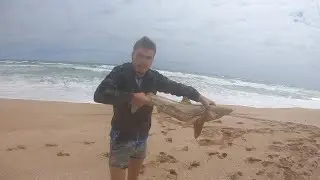 First legal Mulloway and shark for the season (SALT CREEK)