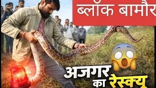 ब्लाक बामोर में निकला 12 फीट लंबा अजगर सांप Indian Rock pythan rescue mayank Thakur garautha 