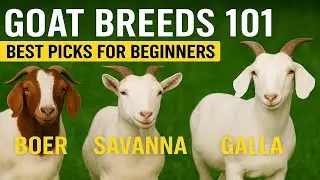 Goat Breeds 101: Best Picks for Beginners!