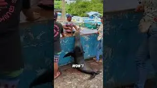 A group of sea lions living in harmony with humans#animals #funnyanimal #funny #cool #sealions