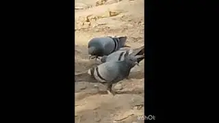 pigeon short video - pigeon video - pigeon sound - pigeon video short  #pigeon pigeon fighting sound