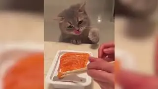Funny Animal Moments - Try Not To Laugh Challenge 😂 #16