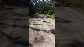 Wild Koala Encounter