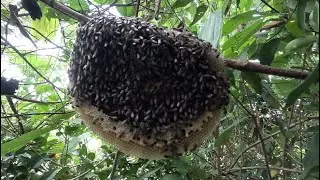 Primitive Technology Amazing Catch A Giant HoneyBee For Food On The Big Tree | Kiko Show