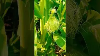 Please recognize the farmers, Ra Babu 🌱🌾🕊️