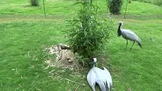 jufferkraanvogel - demoiselle crane - Grus Virgo