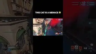 Этот кот &mdash; настоящая угроза 😭😭