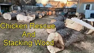 Chicken Rescue and Stacking Wood in the freezing cold